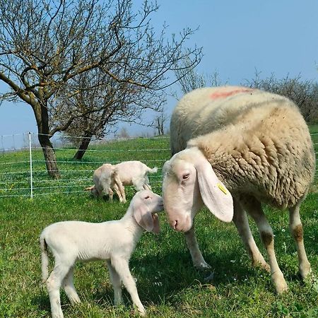 B&B Naturin - Cascina Colombaro Lauriano Bagian luar foto