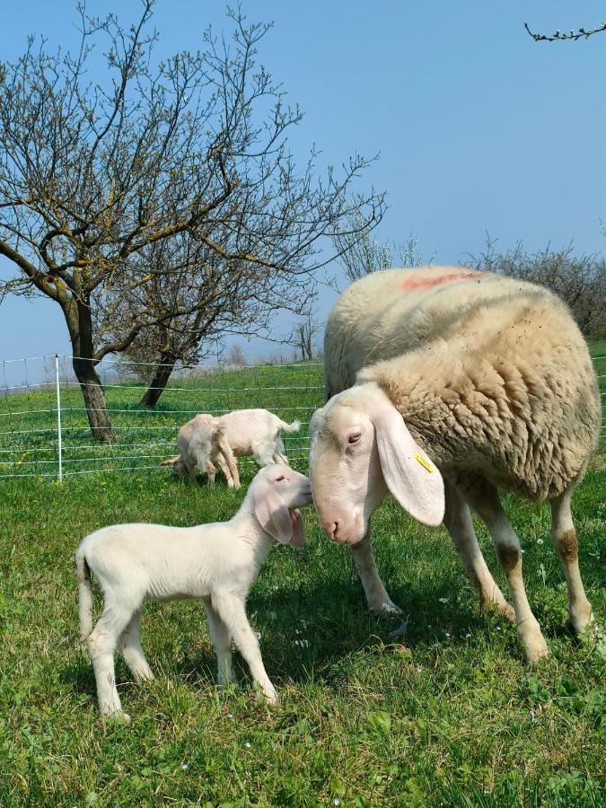 B&B Naturin - Cascina Colombaro Lauriano Bagian luar foto